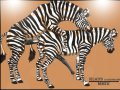 Gay_Zebra_Stallions_1.sized.jpg